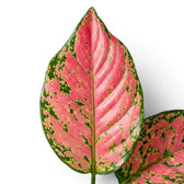 Close-up of a pink and green leaf of Aglaonema 'Red Valentine' on a white background