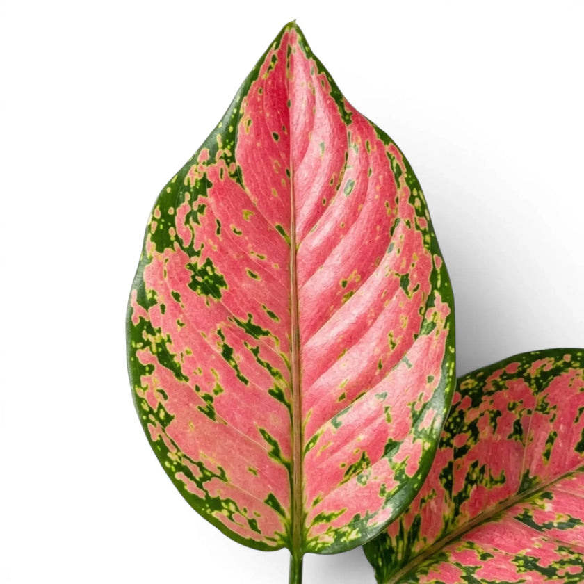 Close-up of a pink and green leaf of Aglaonema 'Red Valentine' on a white background