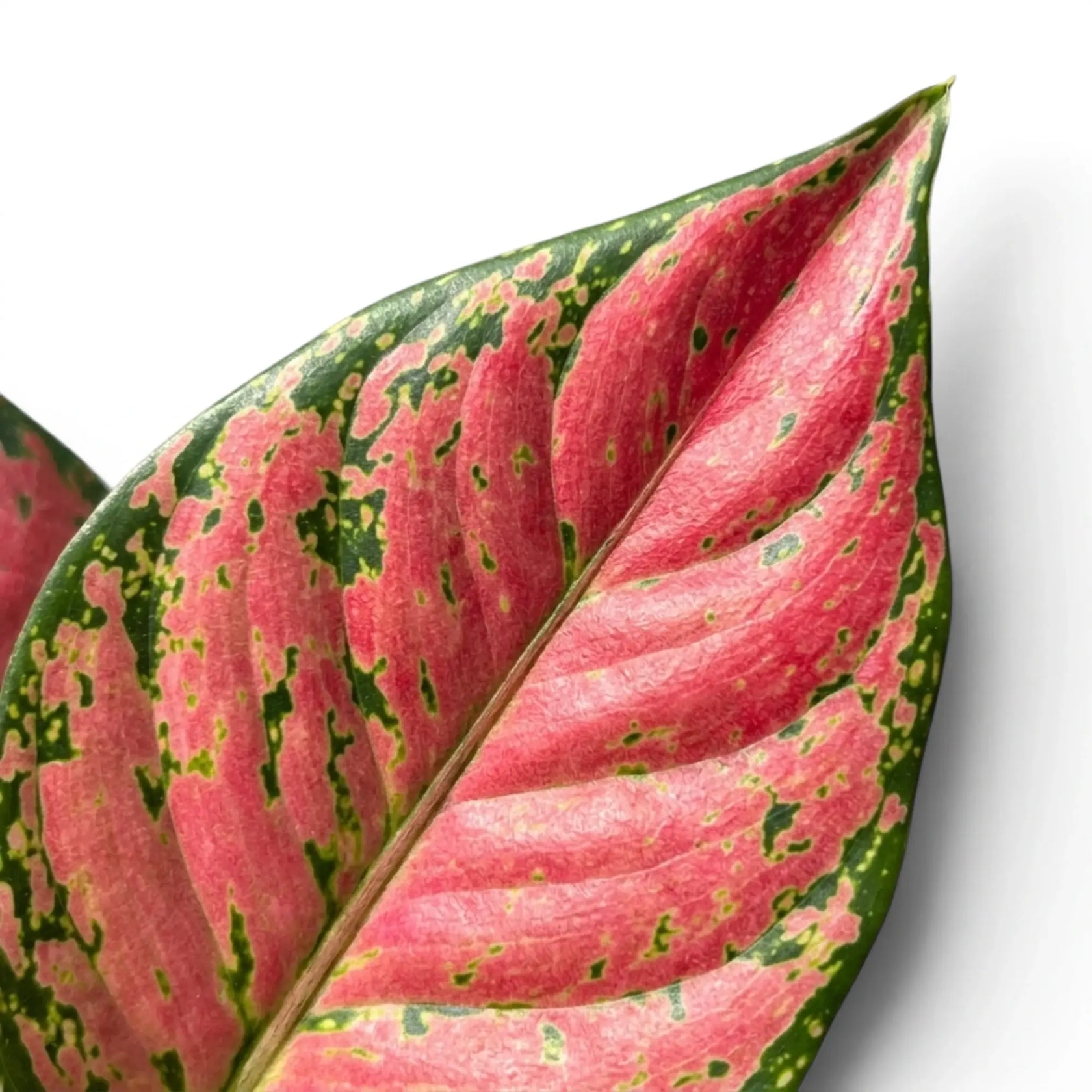 Close-up of a pink and green leaf of Aglaonema 'Red Valentine' on a white background