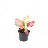 Aglaonema 'Red Zircon' potted plant in nursery pot on white background.