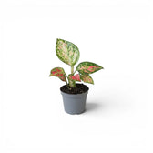 Aglaonema ‘Red Zircon’ baby plant with a pale speckled leaf and red-pink lower leaves in a grey nursery pot.