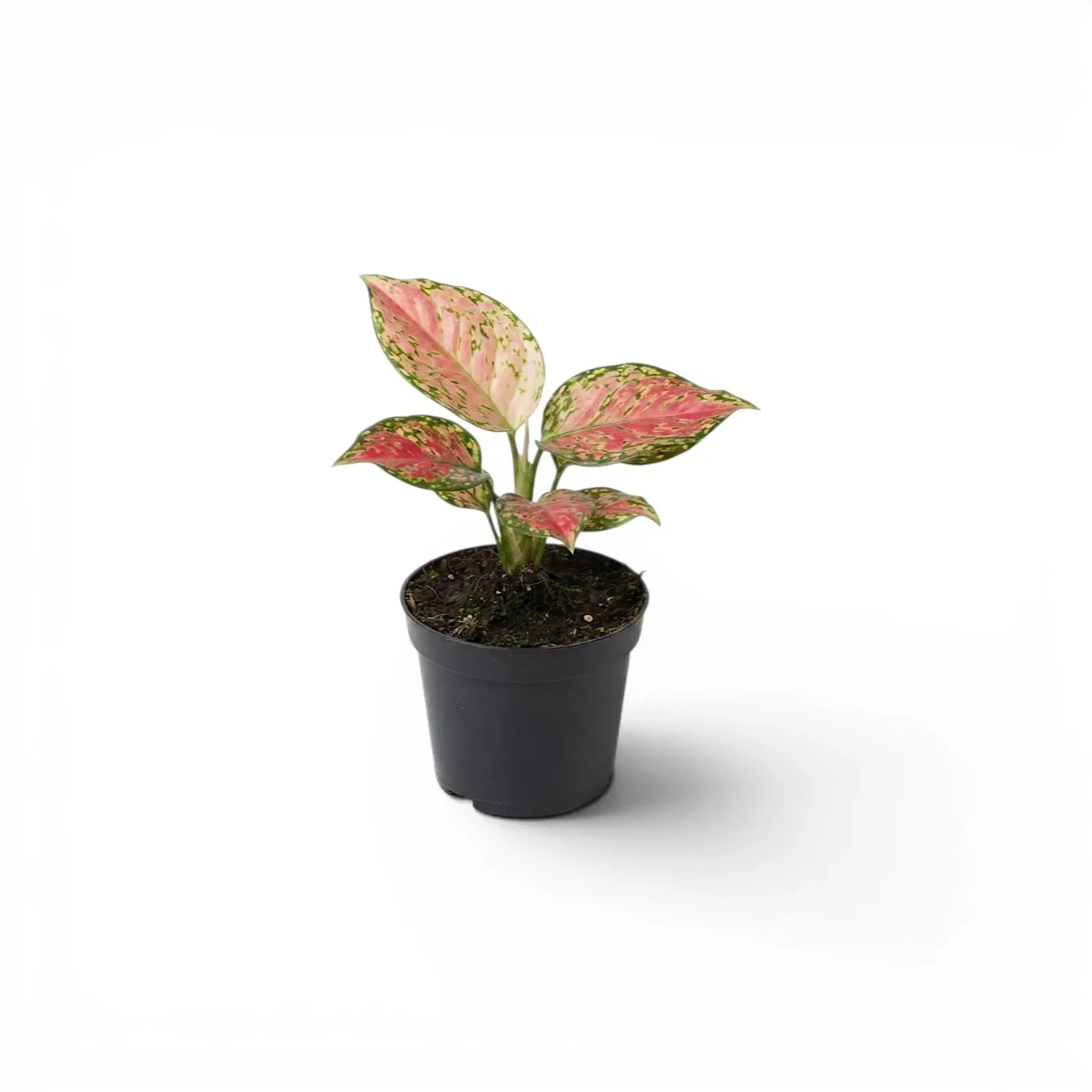 Aglaonema ‘Red Zircon’ baby plant with four pink-and-green mottled leaves in a black nursery pot.