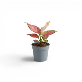 Aglaonema ‘Red Zircon’ baby plant with two broad pink leaves above a grey nursery pot.