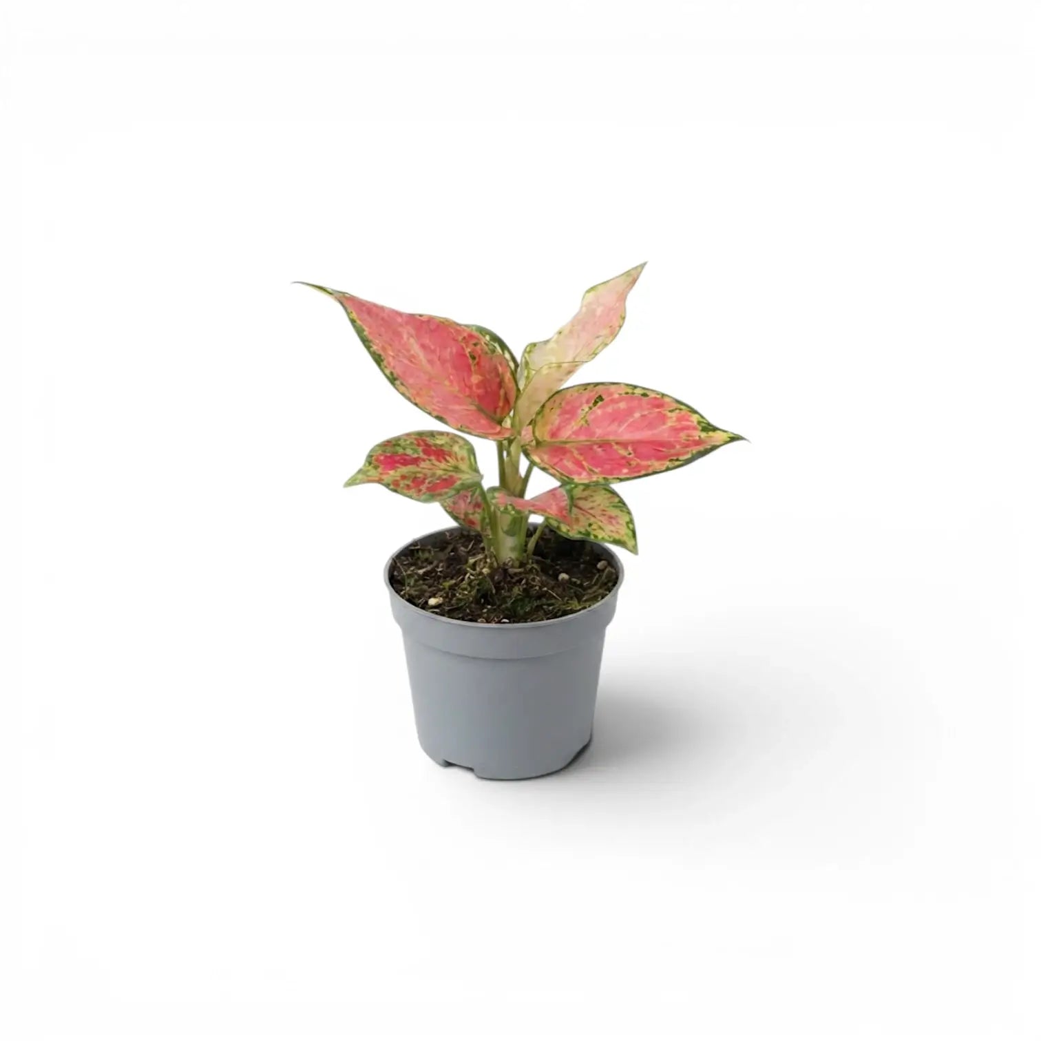 Aglaonema ‘Red Zircon’ baby plant with compact pink-and-green foliage in a grey nursery pot.