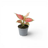 Aglaonema ‘Red Zircon’ baby plant with compact pink-and-green foliage in a grey nursery pot.