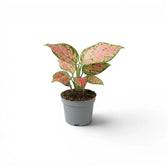 Aglaonema ‘Red Zircon’ baby plant with salmon-pink leaves and green speckling in a grey nursery pot.