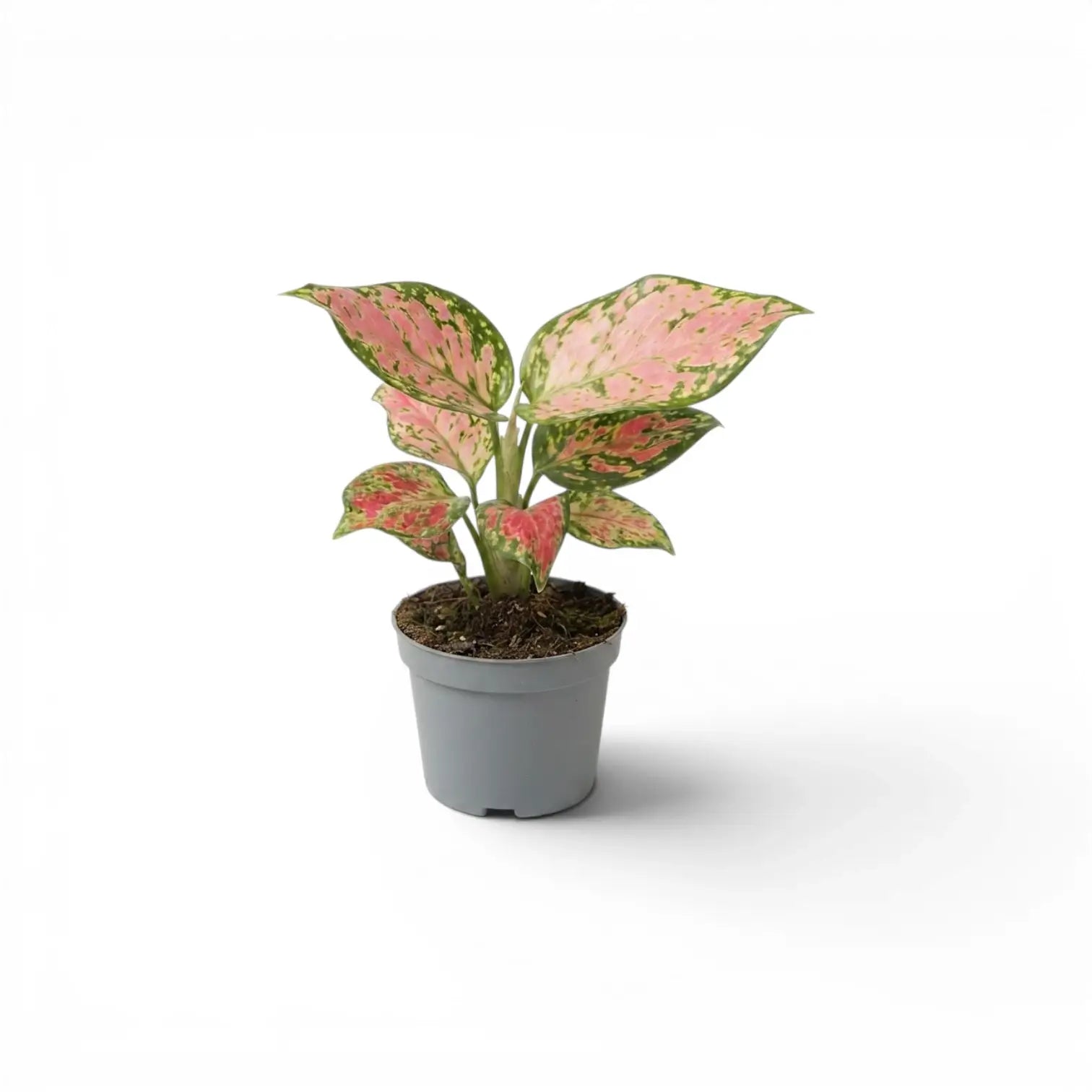 Aglaonema ‘Red Zircon’ baby plant with salmon-pink leaves and green speckling in a grey nursery pot.