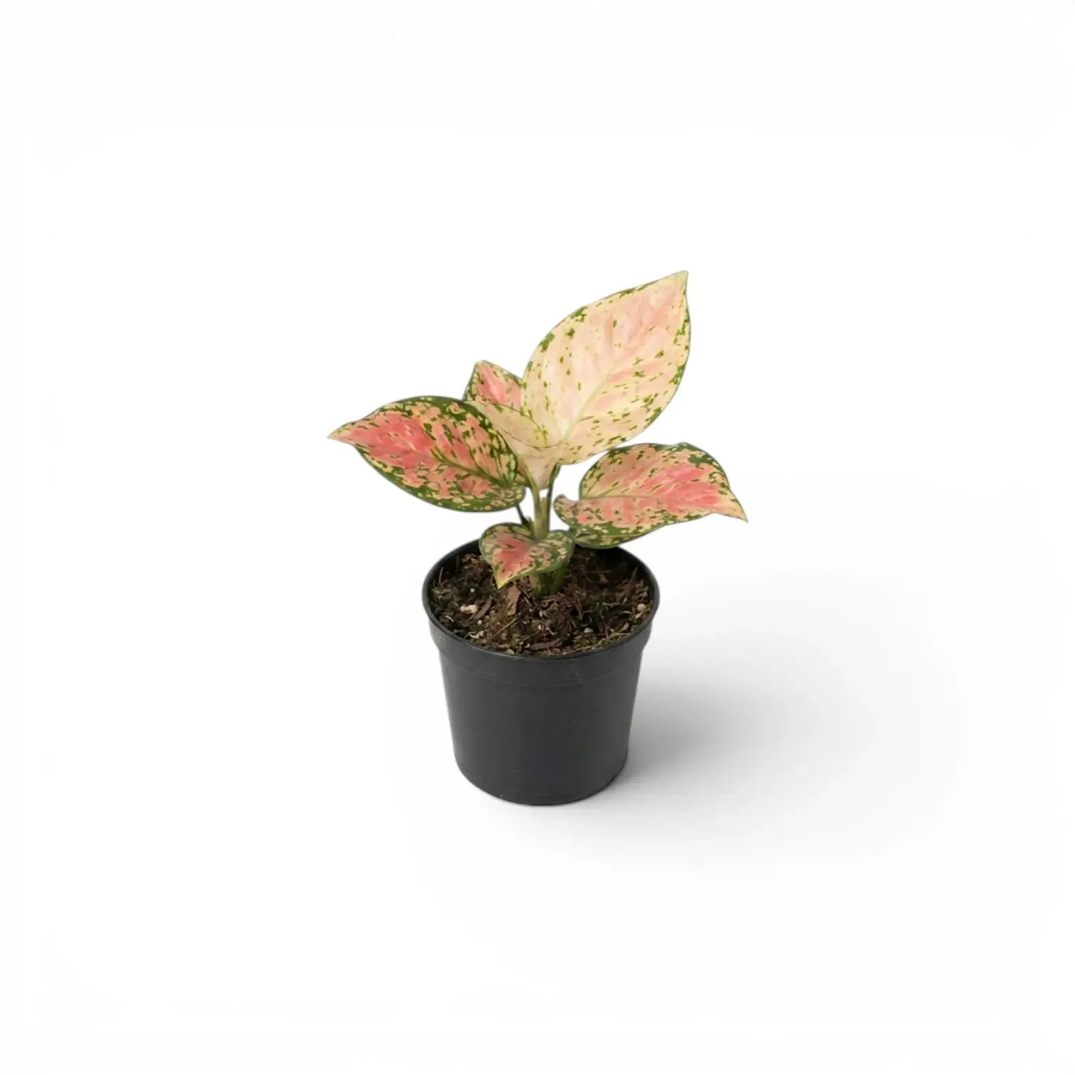 Aglaonema ‘Red Zircon’ baby plant with pink foliage edged and speckled in green in a black nursery pot.