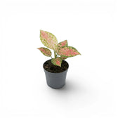 Aglaonema ‘Red Zircon’ baby plant with a small crown of pink-and-green leaves in a grey nursery pot.