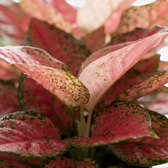 Aglaonema ‘Red Zircon’ crown with red-pink leaves, green speckling and pale pink stems.