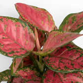 Aglaonema ‘Red Zircon’ foliage with broad pink centres and irregular dark green margins.