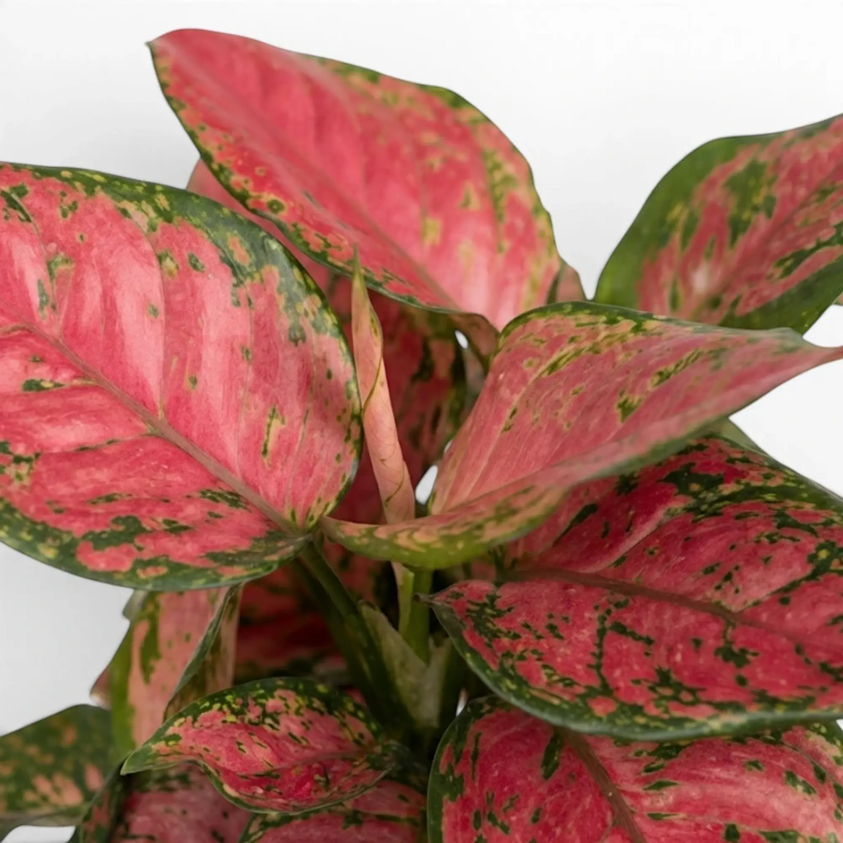 Aglaonema ‘Red Zircon’ foliage with broad pink centres and irregular dark green margins.
