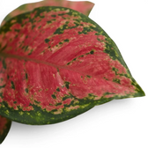 Aglaonema ‘Red Zircon’ leaf detail with a pink centre, green mottling and a dark green edge.