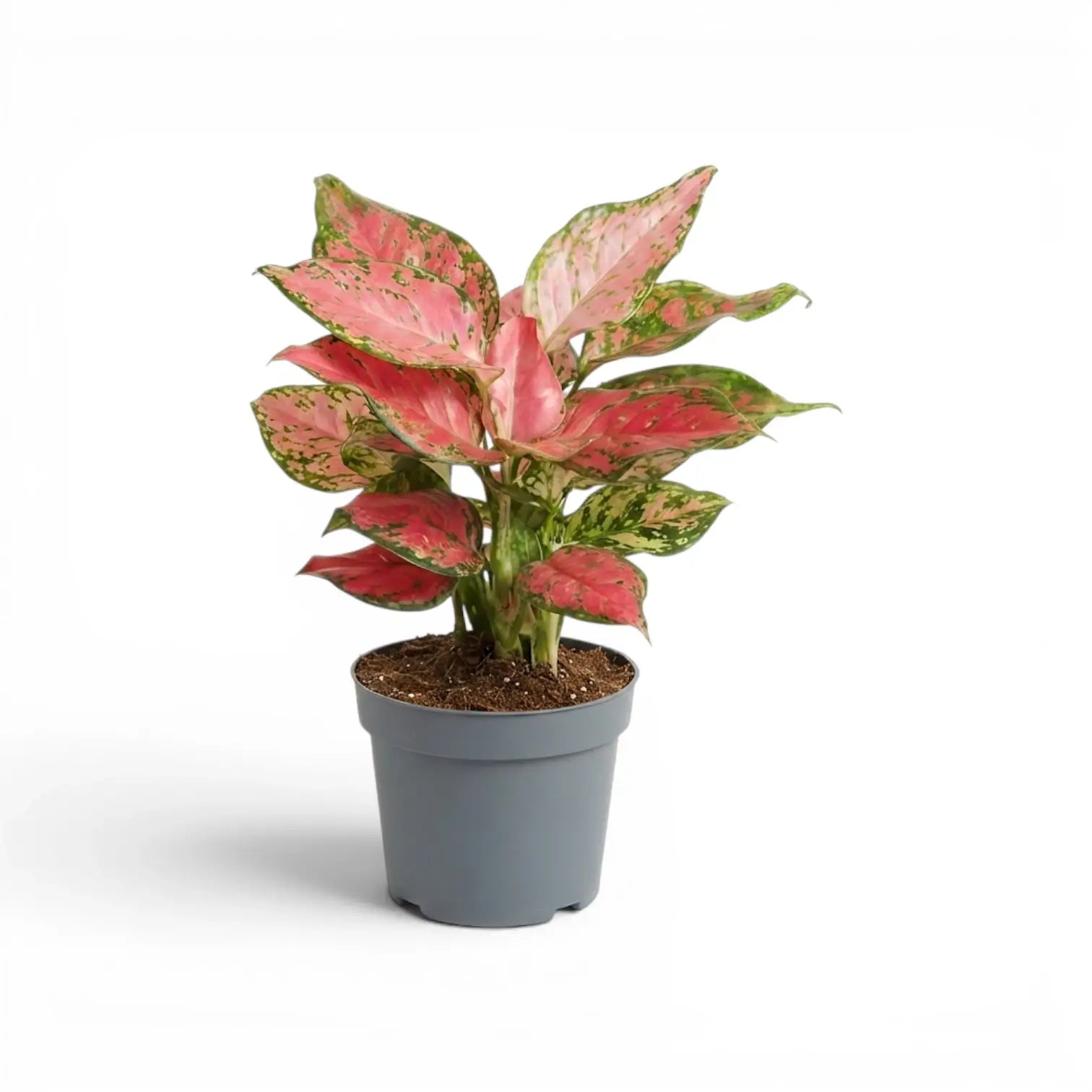 Aglaonema ‘Red Zircon’ plant with dense red-pink and green-mottled foliage in a grey nursery pot.
