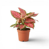 Aglaonema ‘Red Zircon’ plant with layered pink-and-green leaves in a terracotta nursery pot.