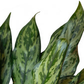 Aglaonema 'Romeo' – Blattdetail vor weißem Hintergrund..