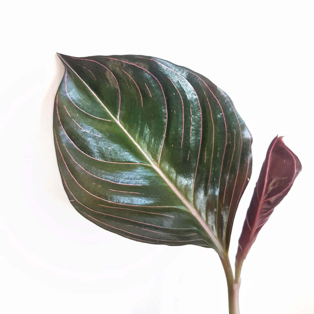 Aglaonema rotundum – Blattdetail vor weißem Hintergrund..