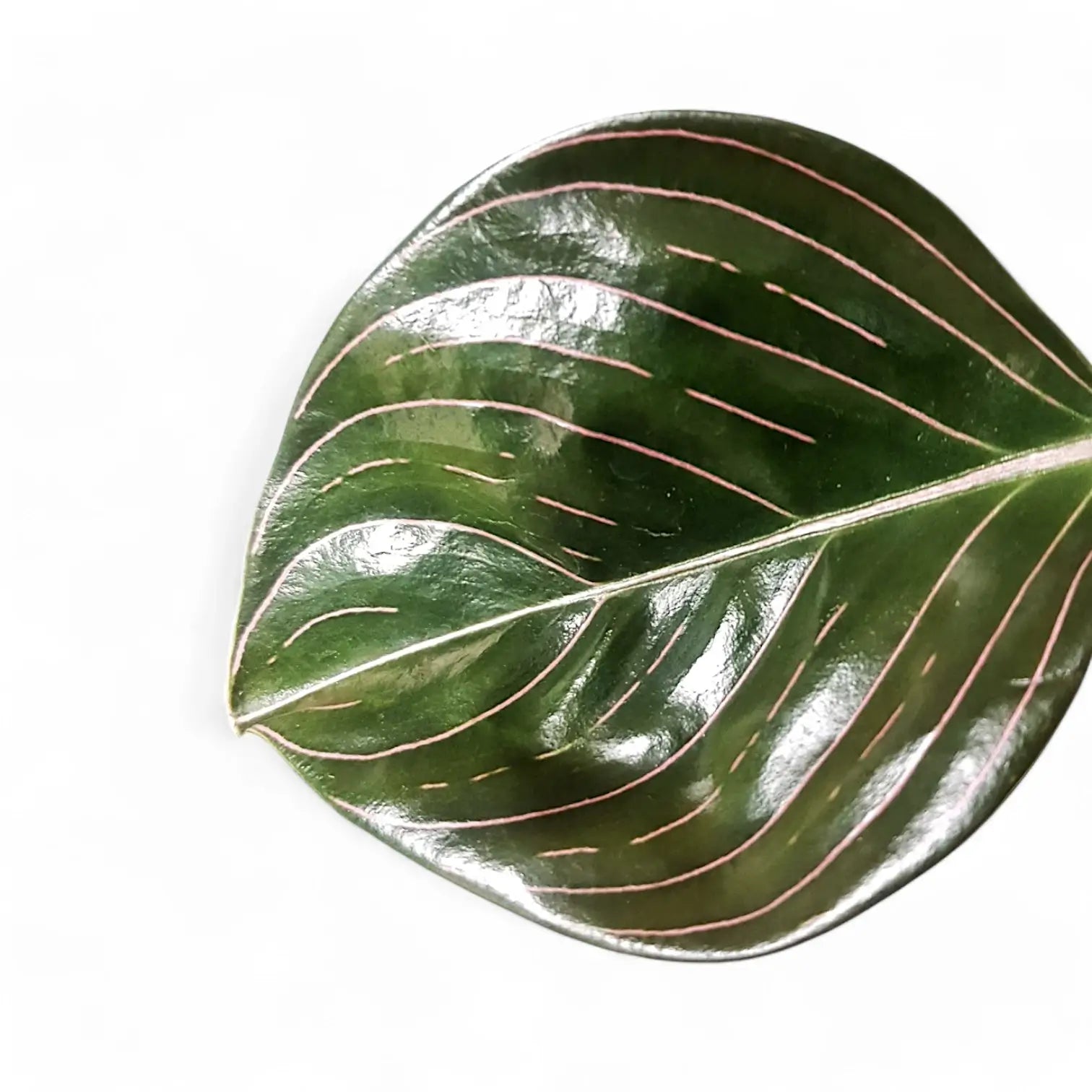 Aglaonema rotundum Zimmerpflanze im Anzuchttopf vor weißem Hintergrund, Produktfoto 2.