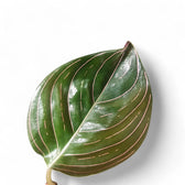 Aglaonema rotundum Zimmerpflanze im Anzuchttopf vor weißem Hintergrund, Produktfoto 3.