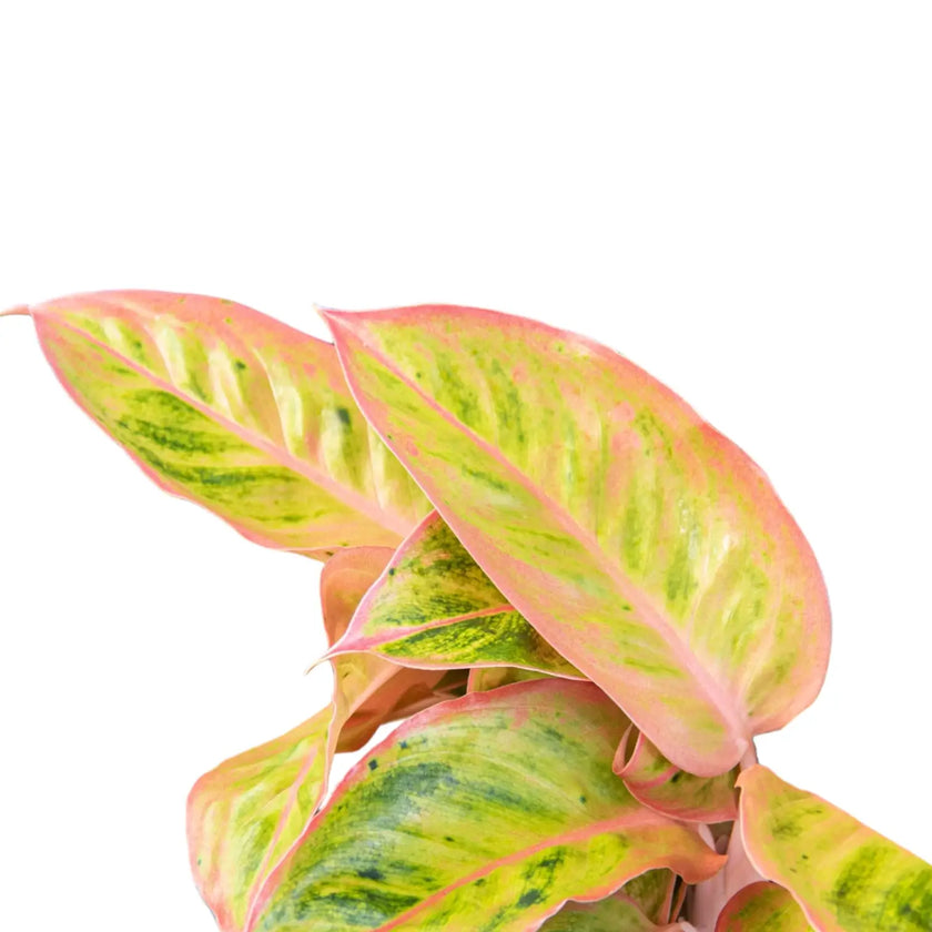 Nahaufnahme eines Blatts von Aglaonema 'Salmon Fantasy' vor weißem Hintergrund.