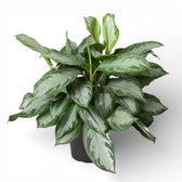 Aglaonema 'Silver Bay' potted plant in nursery pot on white background.
