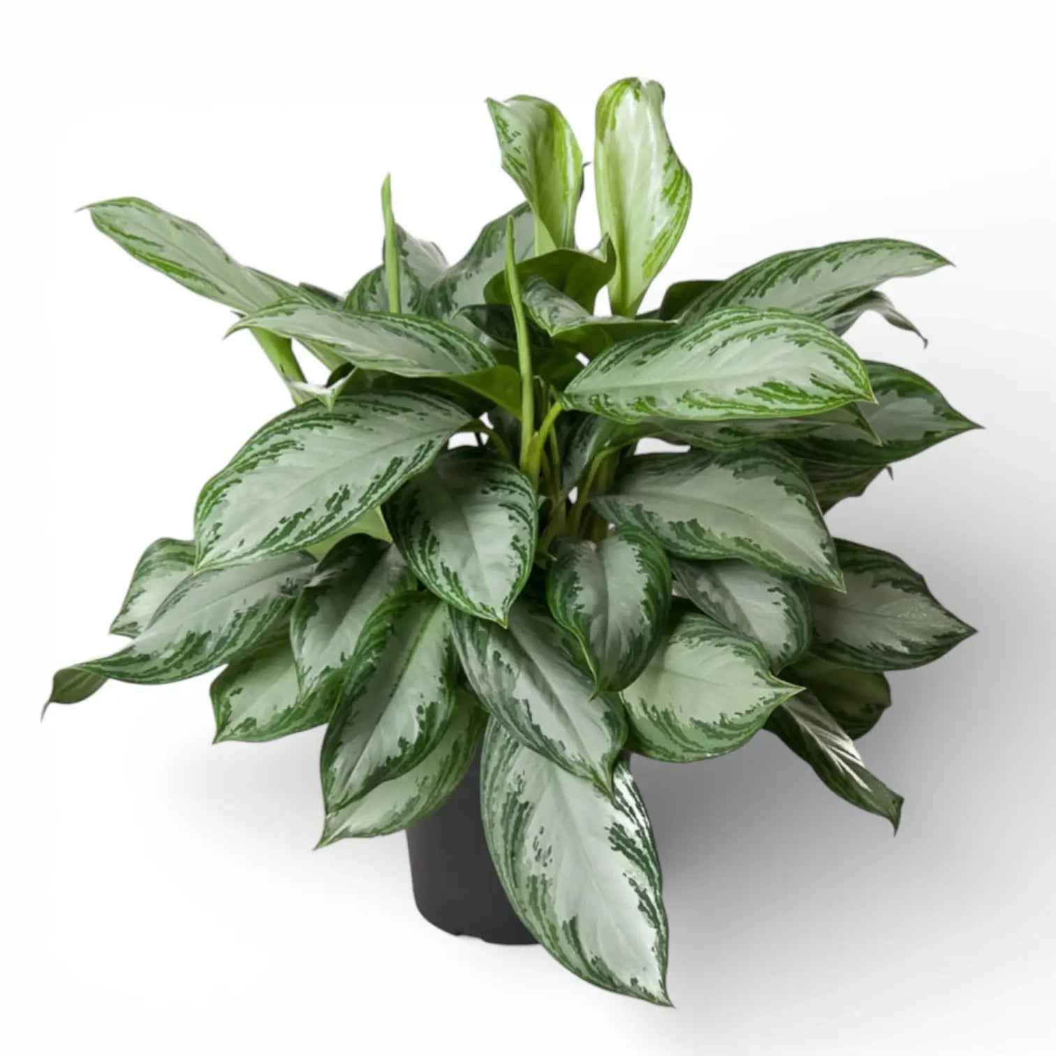 Aglaonema 'Silver Bay' potted plant in nursery pot on white background.