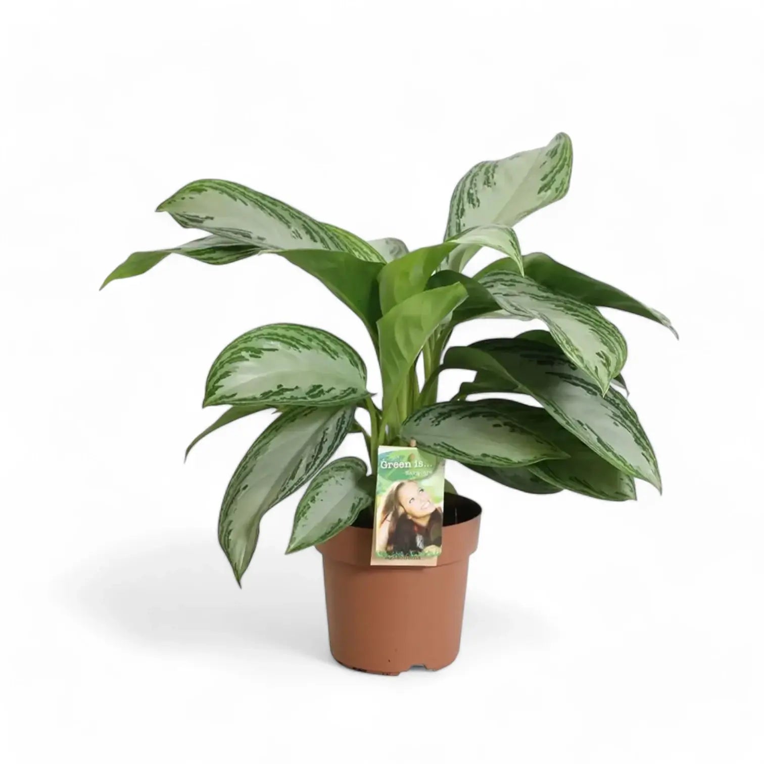 Aglaonema 'Silver Bay' potted plant in nursery pot on white background.