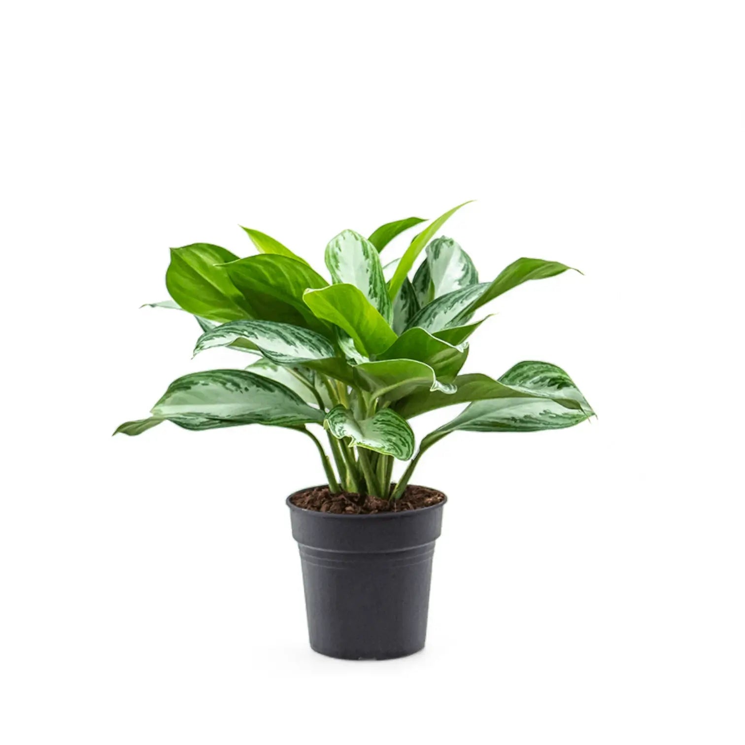 Aglaonema 'Silver Bay' potted plant in nursery pot on white background.