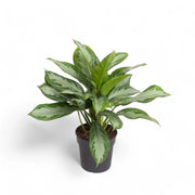 Aglaonema 'Silver Bay' potted plant in nursery pot on white background.