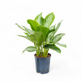 Aglaonema 'Silver Bay' potted plant in nursery pot on white background.