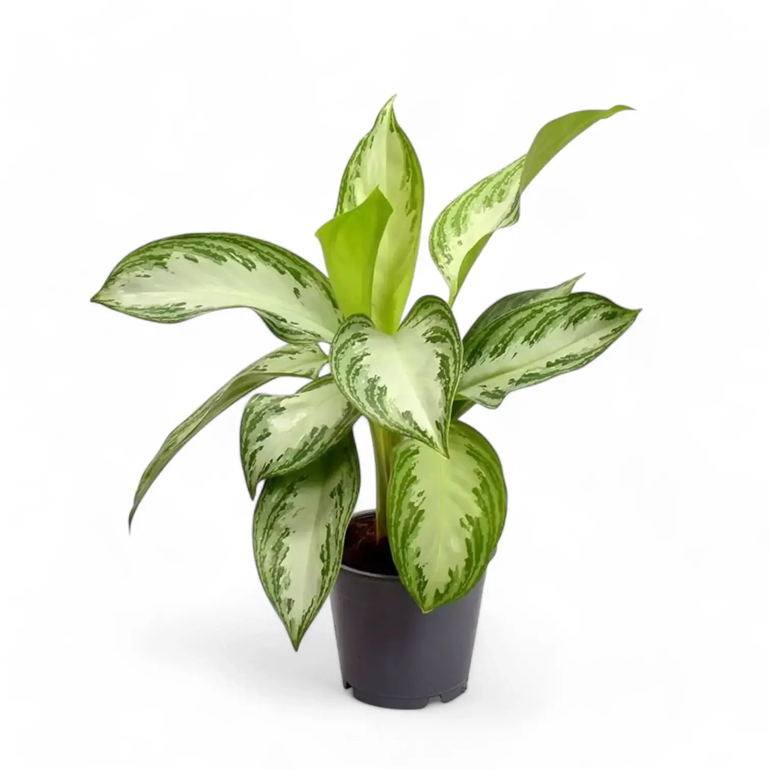 Aglaonema 'Silver Bay' potted plant in nursery pot on white background.