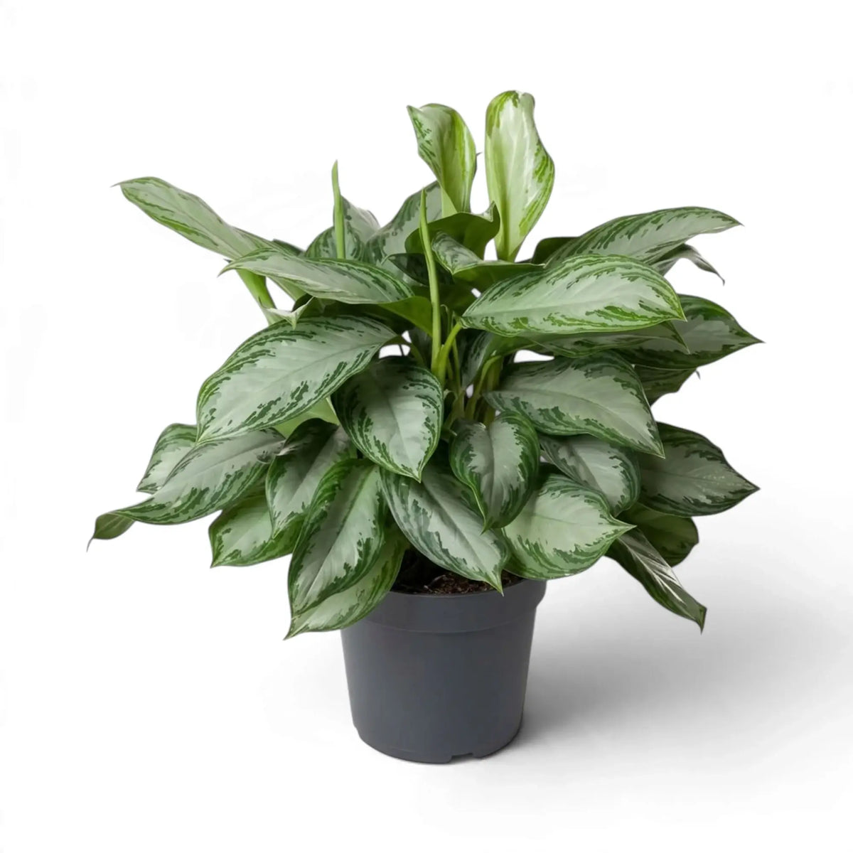 Dicht gewachsene Aglaonema ‘Silver Bay’ im schwarzen Topf mit überlappenden silbrigen Blättern und grünen Blatträndern