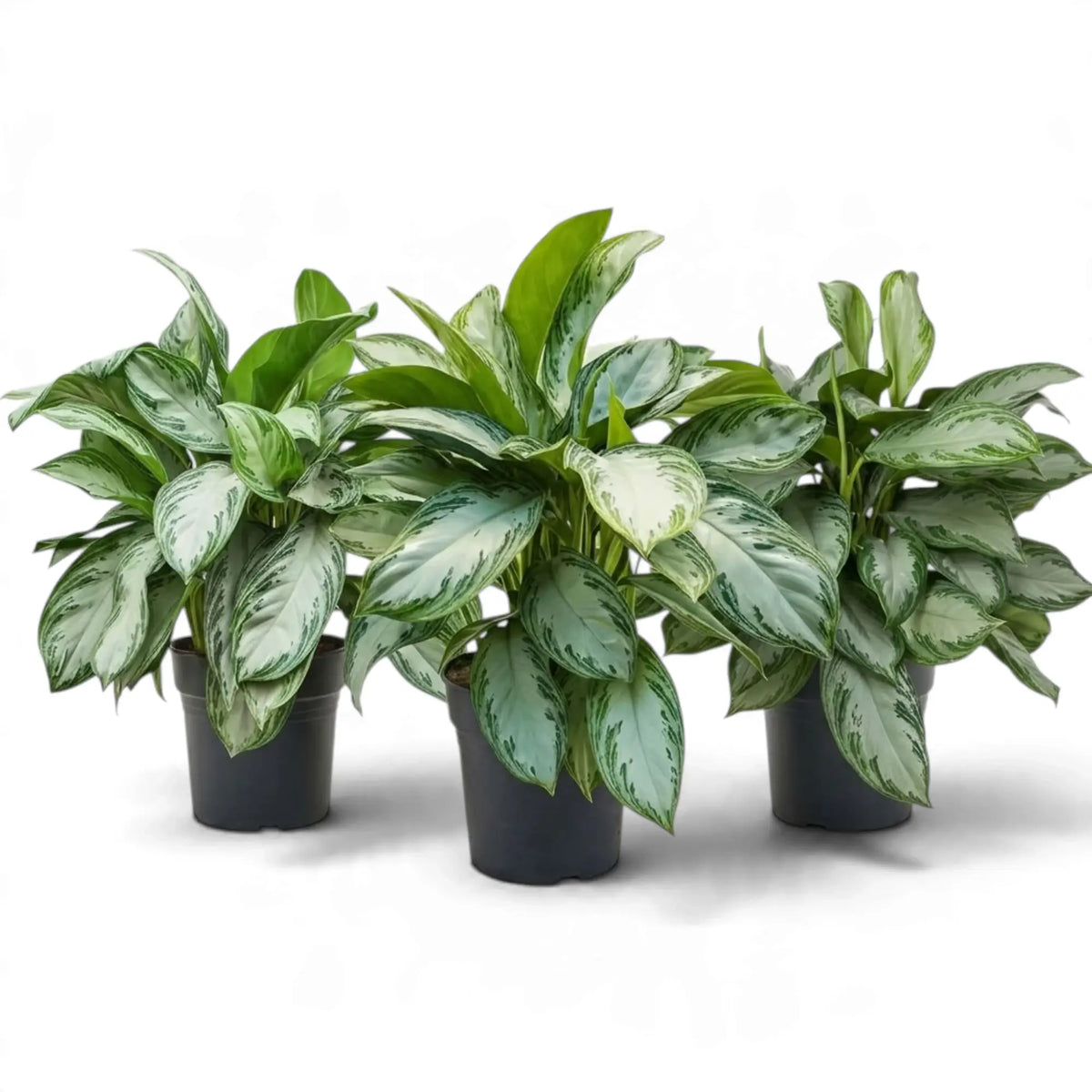 Drei große Aglaonema ‘Silver Bay’ nebeneinander in schwarzen Kulturtöpfen