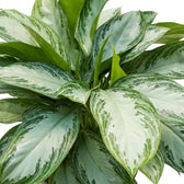 Blätter von Aglaonema ‘Silver Bay’ mit hellsilbriger Mitte, grünen Sprenkeln und einem neu austreibenden Blatt
