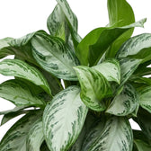 Breite Blätter von Aglaonema ‘Silver Bay’ mit silbriger Mitte umgeben einen frischen grünen Austrieb