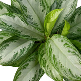 Ein hellgrünes Blatt treibt zwischen den silbrig gesprenkelten Blättern von Aglaonema ‘Silver Bay’ aus