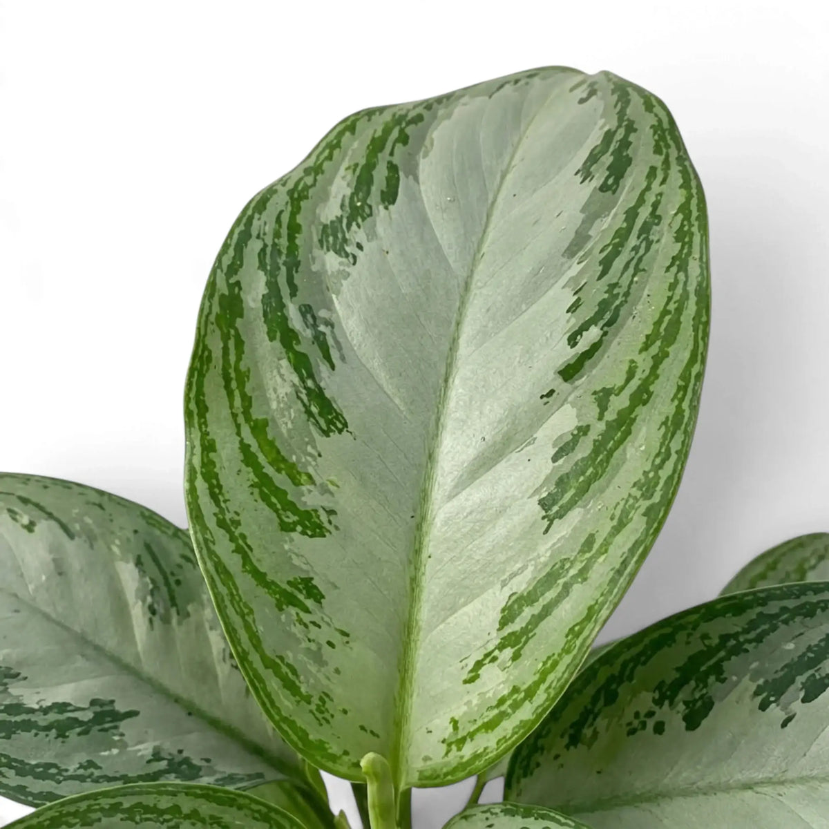 Ovales Blatt von Aglaonema ‘Silver Bay’ mit hellsilbriger Mitte und gesprenkeltem grünem Rand