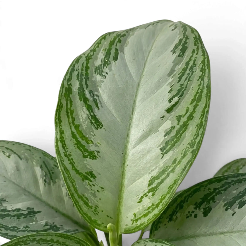 Ovales Blatt von Aglaonema ‘Silver Bay’ mit hellsilbriger Mitte und gesprenkeltem grünem Rand