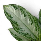 Nahaufnahme eines Blattes von Aglaonema ‘Silver Bay’ mit silbriger Mitte und unregelmäßiger grüner Zeichnung am Rand