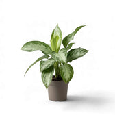 Aglaonema ‘Silver Bay’ im graubraunen Kulturtopf mit aufrechten, silbergrünen Blättern