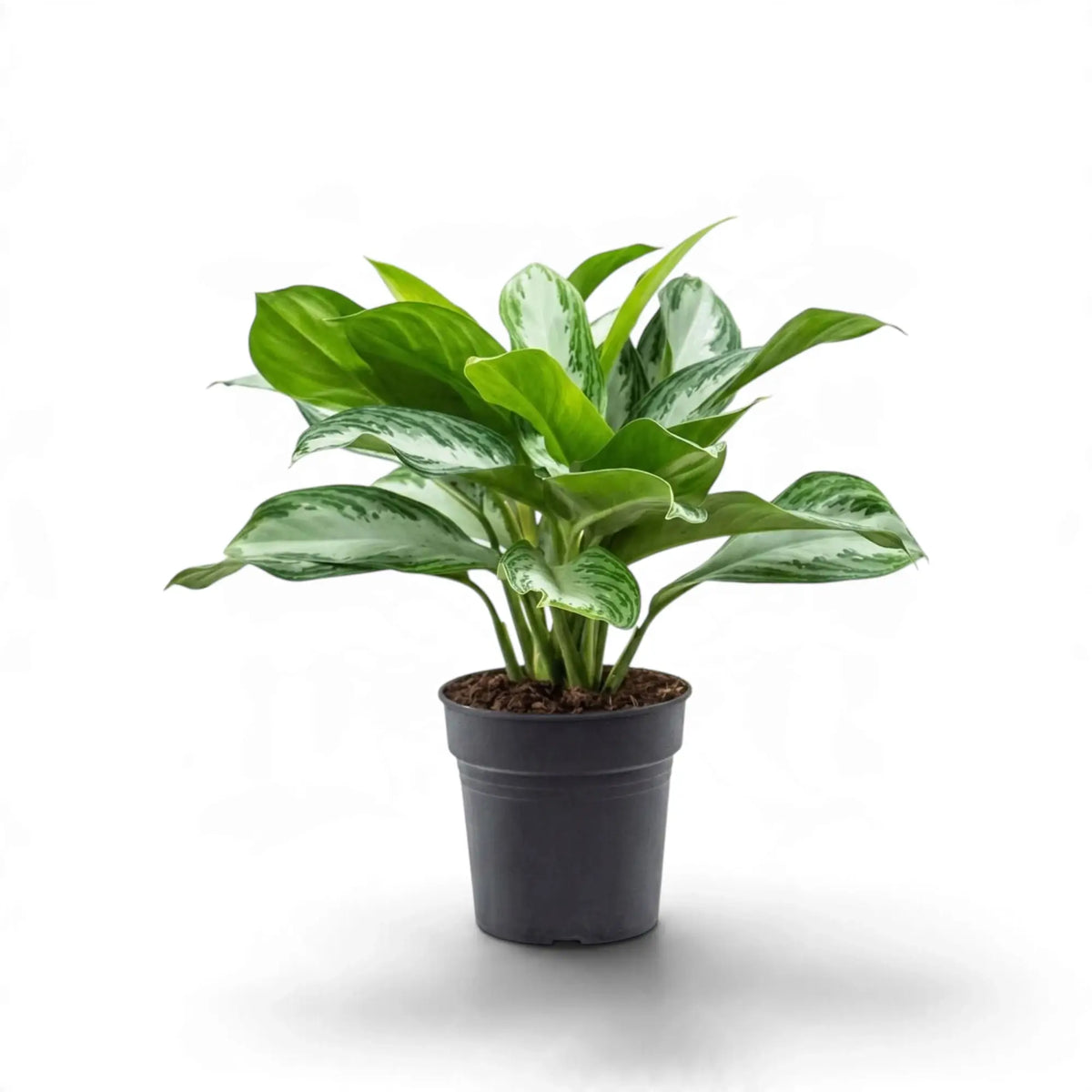 Aglaonema ‘Silver Bay’ im schwarzen Topf mit jungen, leuchtend grünen und älteren, silbrig gemusterten Blättern