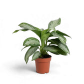Aglaonema ‘Silver Bay’ im terrakottafarbenen Topf mit breiten, gebogenen, silbergrün gemusterten Blättern