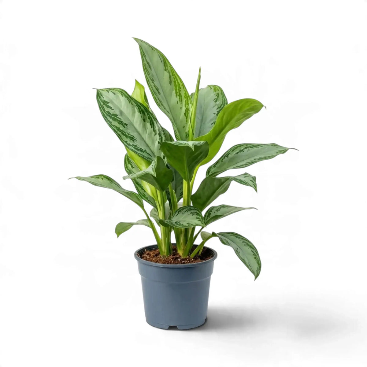 Aufrecht wachsende Aglaonema ‘Silver Bay’ im dunklen Kulturtopf mit mehreren Trieben und silbrig gemusterten Blättern