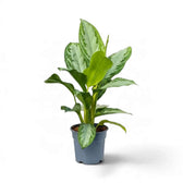 Aglaonema ‘Silver Bay’ im dunklen Topf mit silbrigen, grün gerandeten Blättern und frischem hellgrünem Austrieb