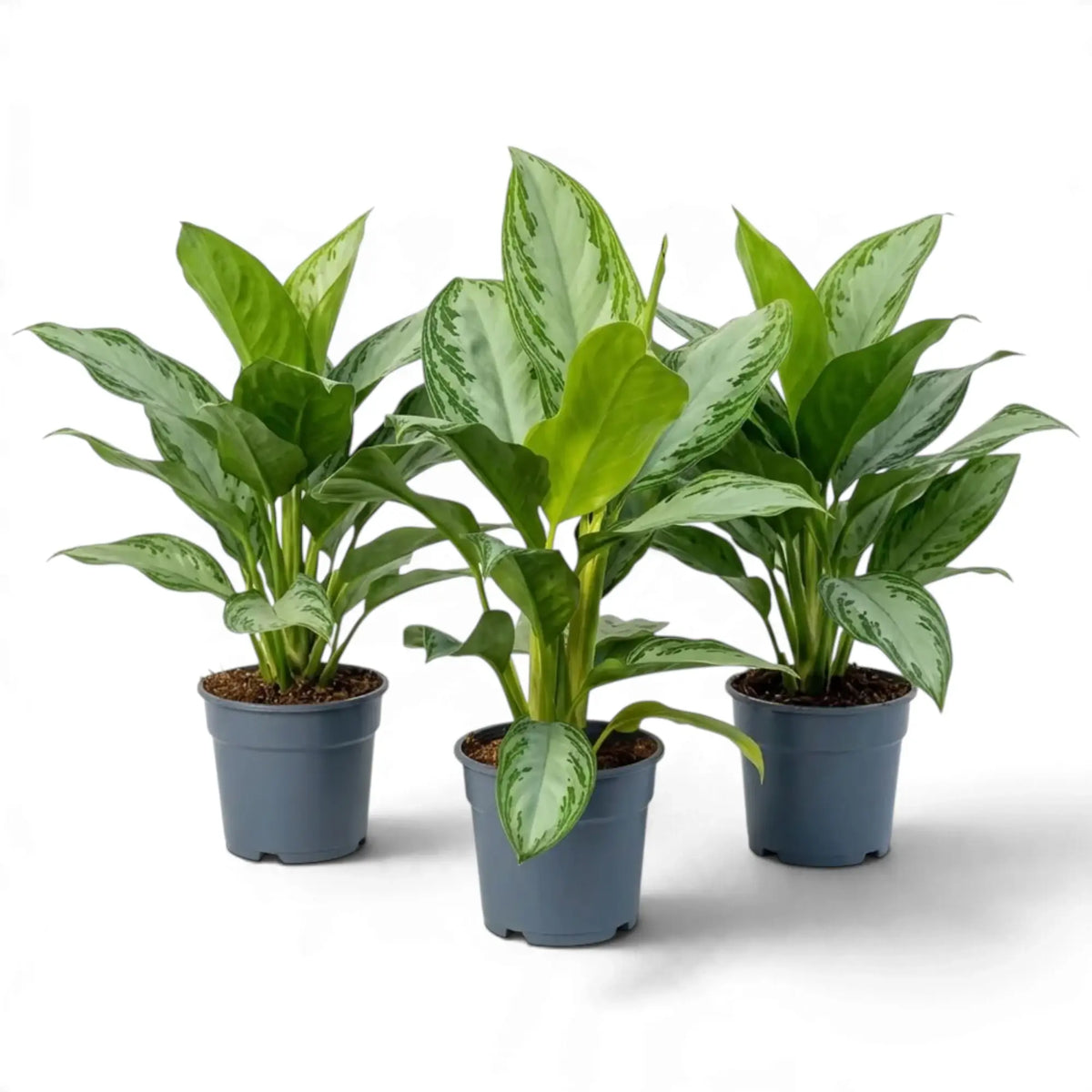 Drei Aglaonema ‘Silver Bay’ in dunklen Kulturtöpfen; die größte steht in der Mitte