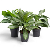 Drei Aglaonema ‘Silver Bay’ in Töpfen dicht beieinander, mit breiten silbergrünen Blättern