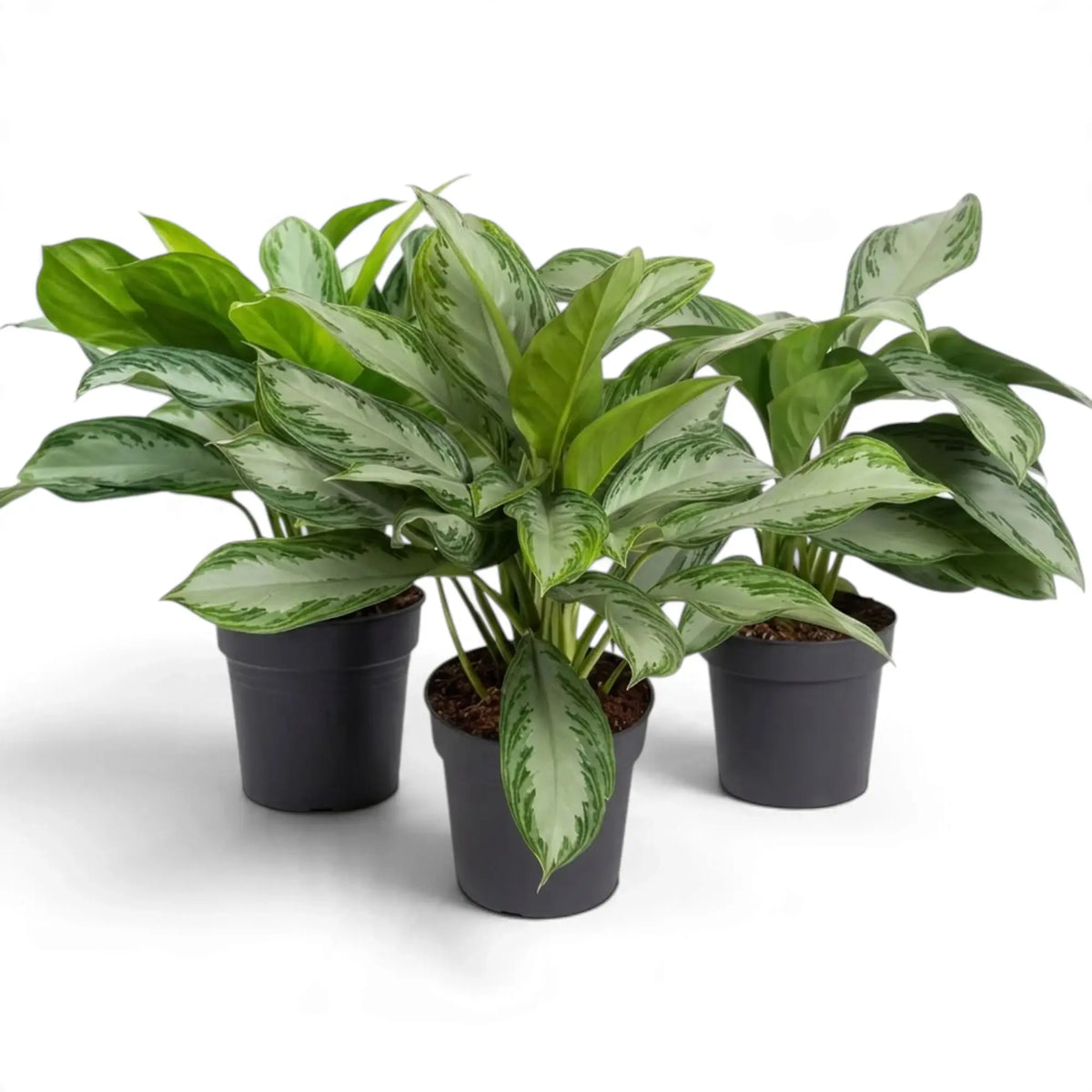 Drei Aglaonema ‘Silver Bay’ in Töpfen dicht beieinander, mit breiten silbergrünen Blättern