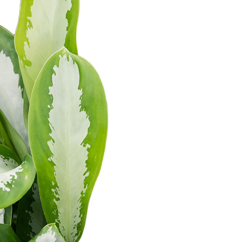 Aglaonema 'Silver Moon' – Blattdetail vor weißem Hintergrund..