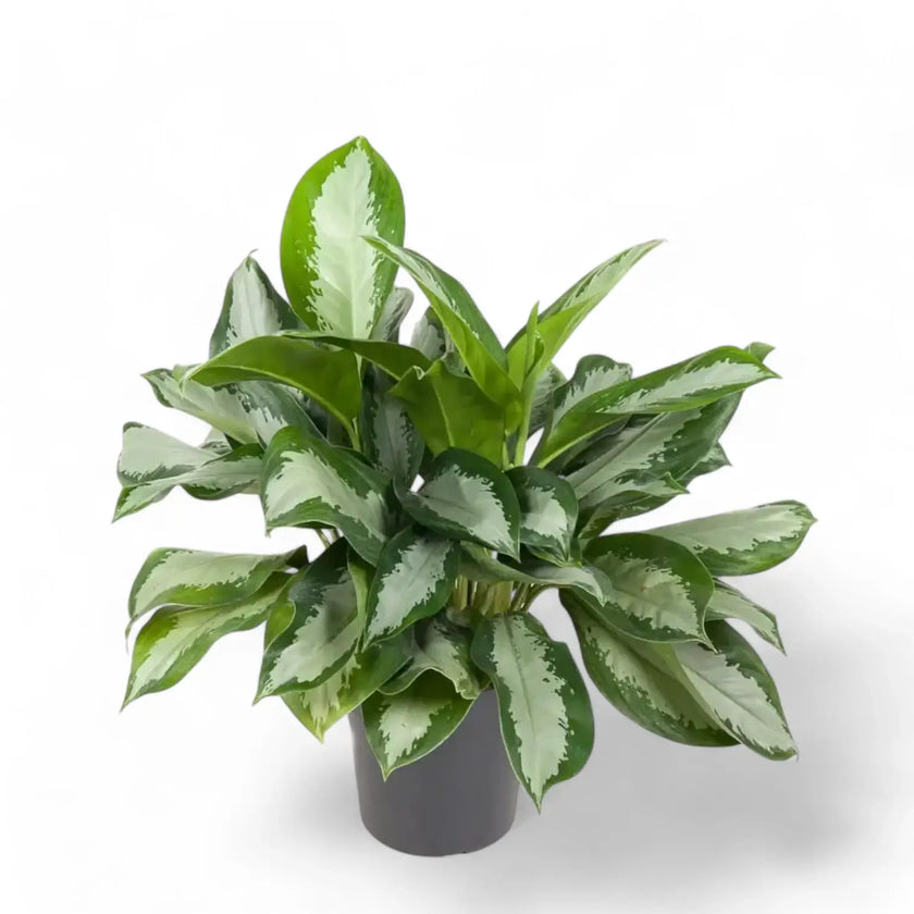 Aglaonema 'Silver Moon' Zimmerpflanze im Anzuchttopf vor weißem Hintergrund, Produktfoto 2.