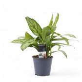 Aglaonema 'Silver Queen' potted plant in nursery pot on white background.
